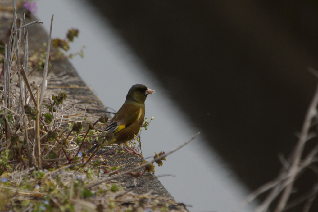 3749t カワラヒワ