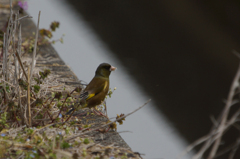 3749t カワラヒワ