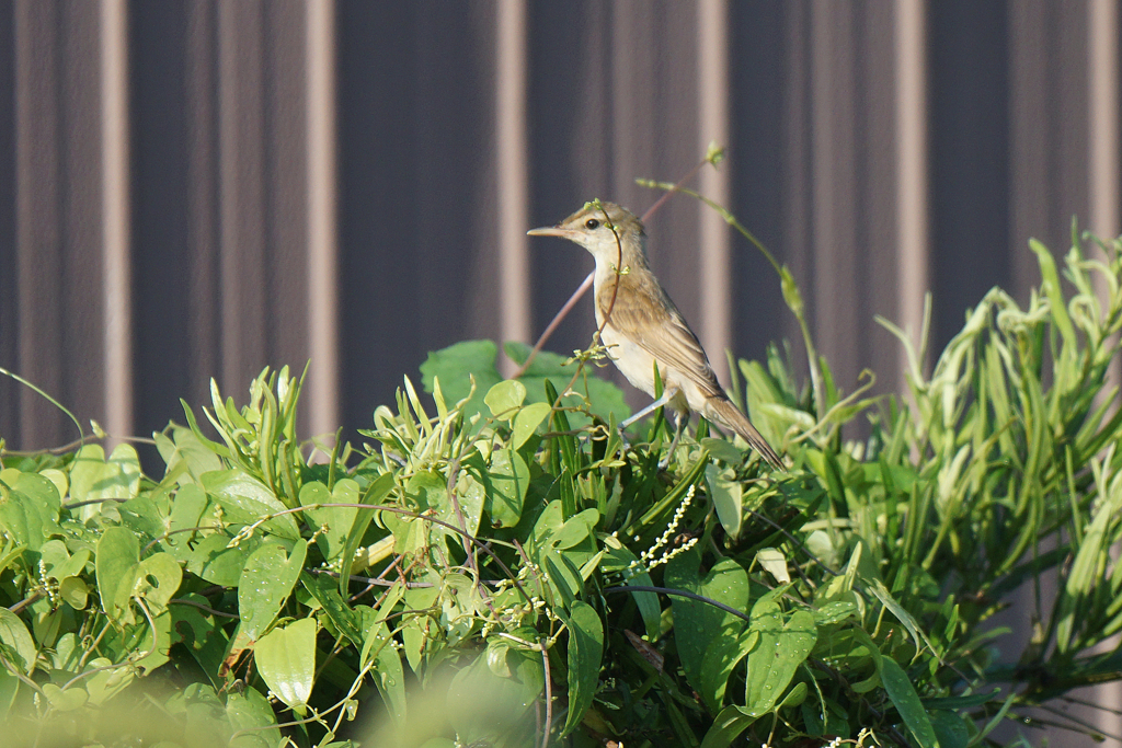 6167tm 君はだぁれ