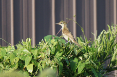 6167tm 君はだぁれ