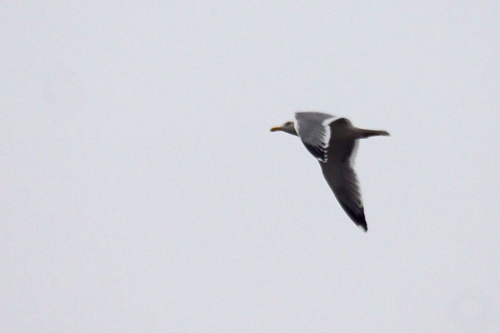 5239tm　この鳥は？-1