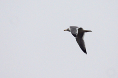 5239tm　この鳥は？-1