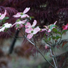 1005m　植木畑の花