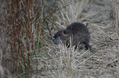 6958t　大きなネズミ