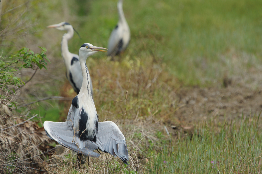 0806t ハイポーズ