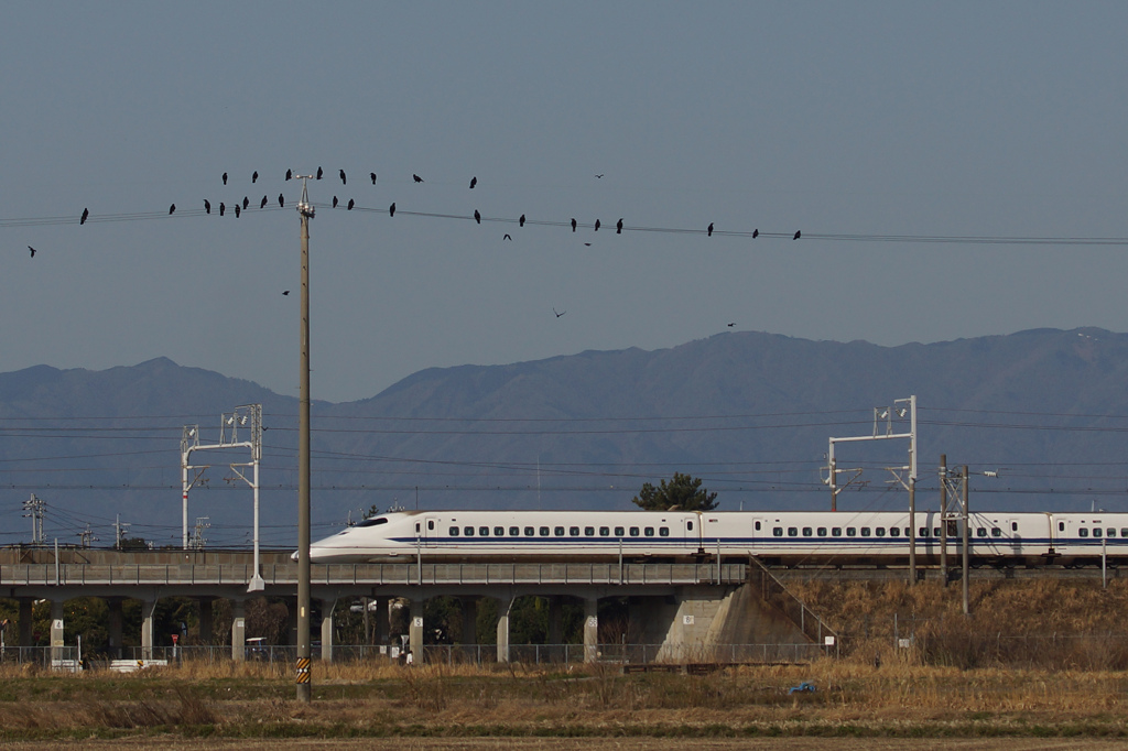 6133t　カラス