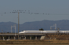 6133t　カラス