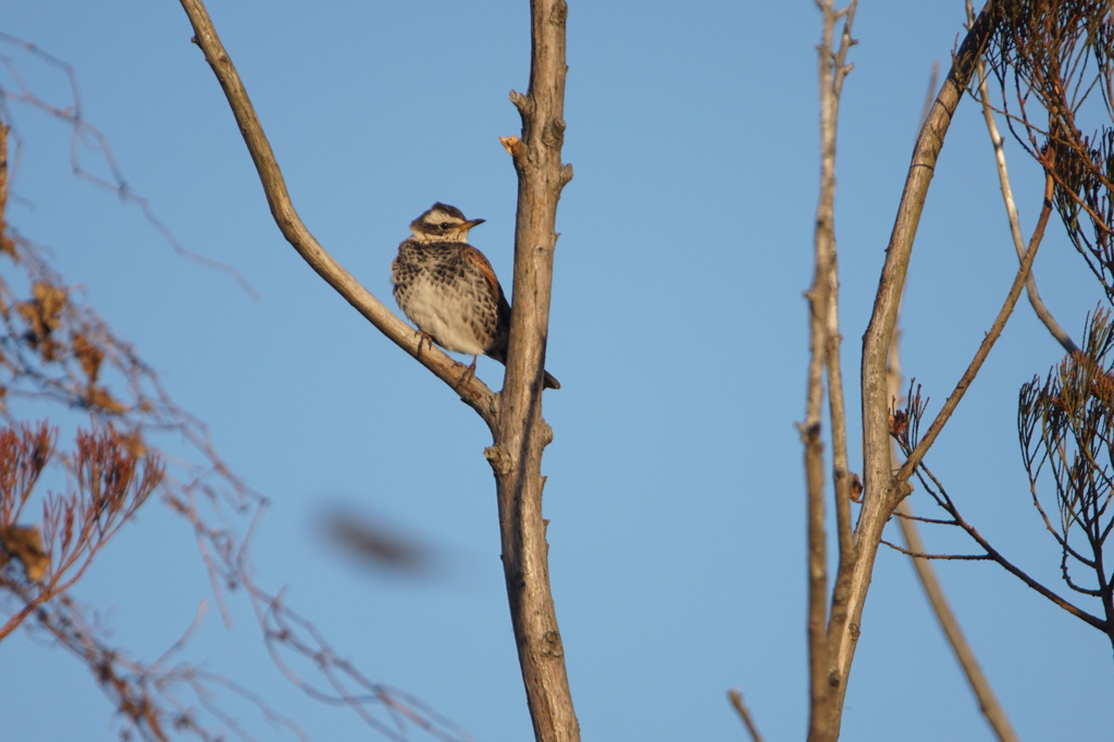 5534　散歩コースの被写体総出演-5