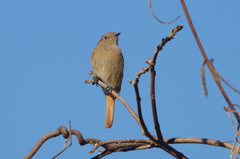 6228tm ジョウビタキ