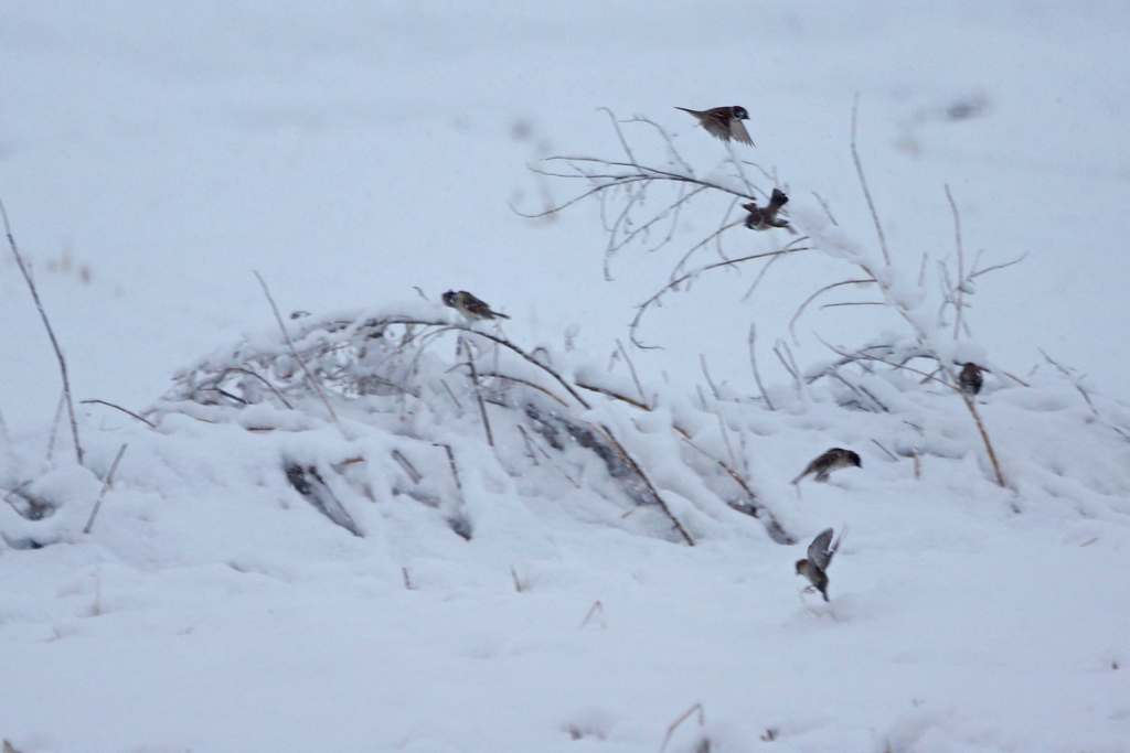 3452m 雪の中のスズメ-2
