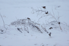 3452m 雪の中のスズメ-2