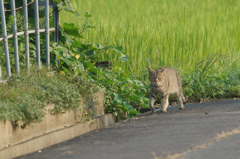6153t　野良