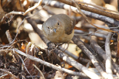 7139m ジョウビタキ今朝も寄らせてくれる