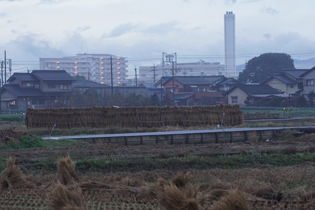 2149 雨上がりの早朝散歩