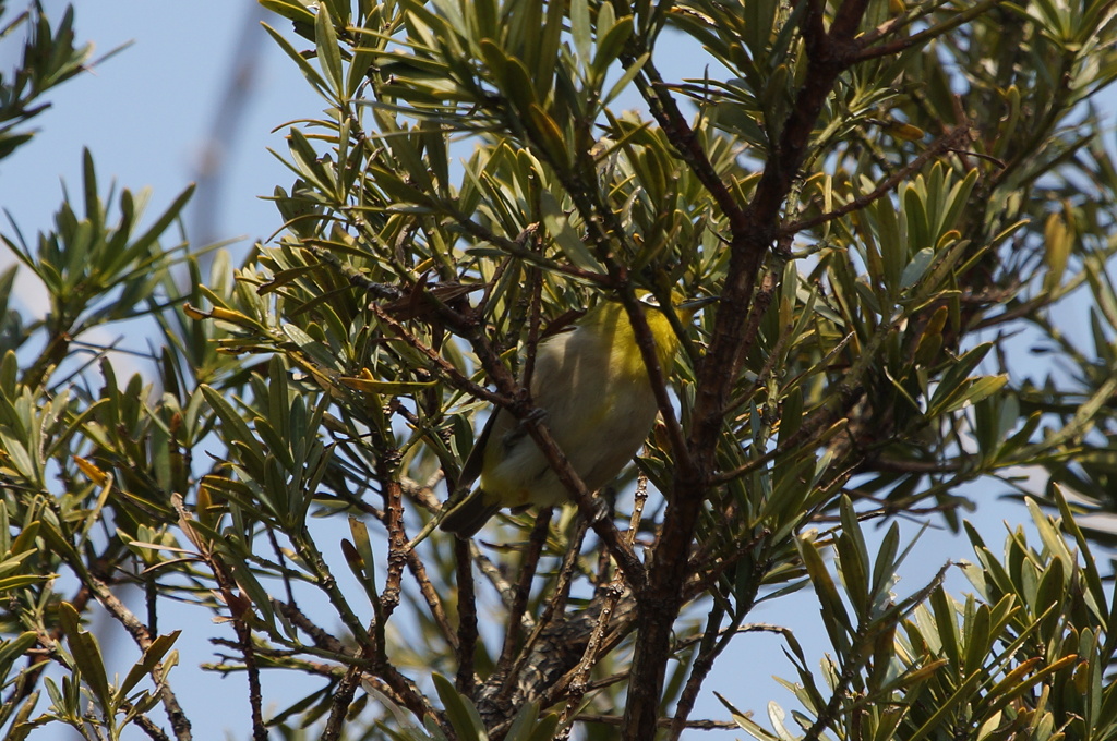 0786　隠れたメジロ