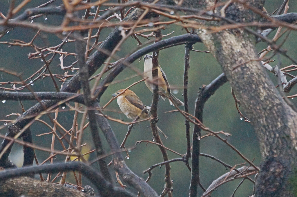 2135tm　カップル発見