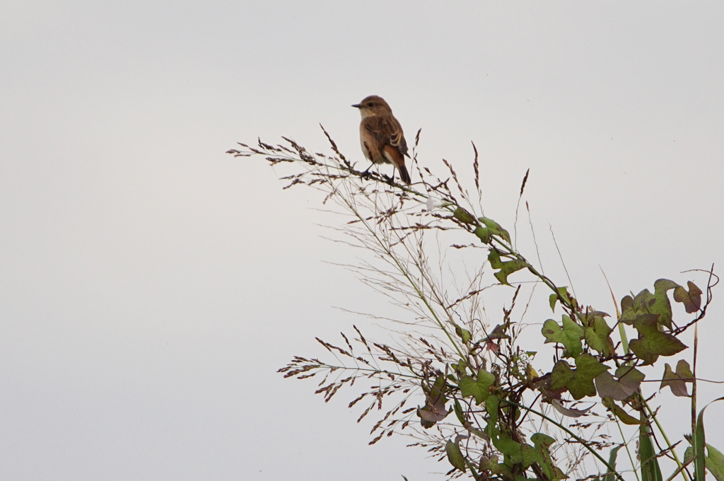 2386mこれも何かなぁ