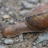 8027t