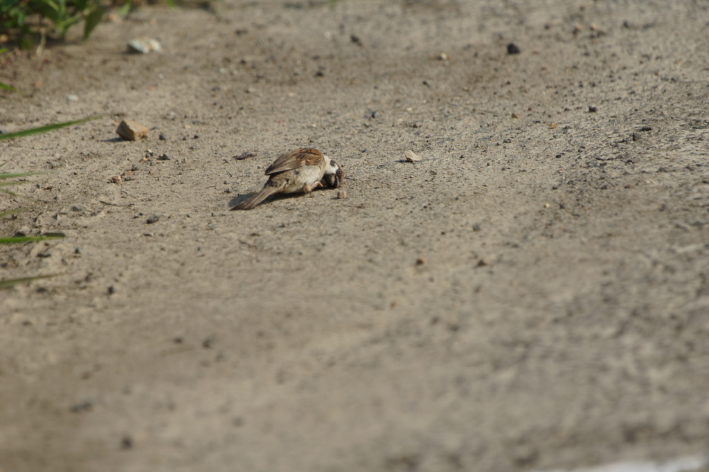 1767 どうした？