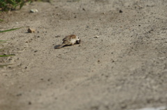 1767 どうした？