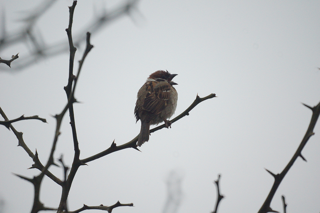 4196m　雨の中のスズメ
