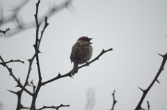 4196m　雨の中のスズメ