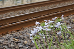 4300　線路脇の花