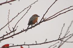 7613m　早贄前に悩む