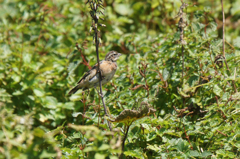 0387t　伊吹山の鳥