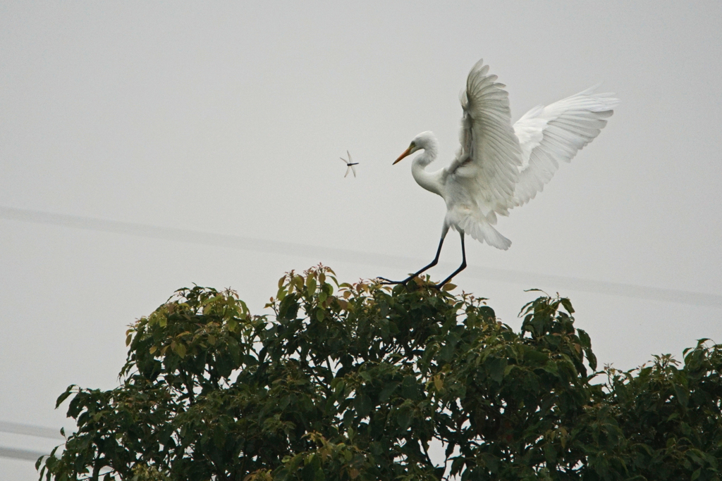 0353tm　危うしトンボ