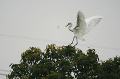 0353tm　危うしトンボ