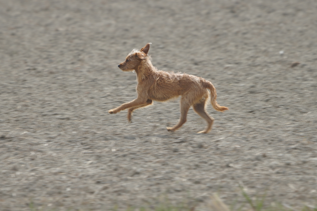 7698 野良犬-2