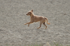 7698 野良犬-2