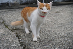 7238