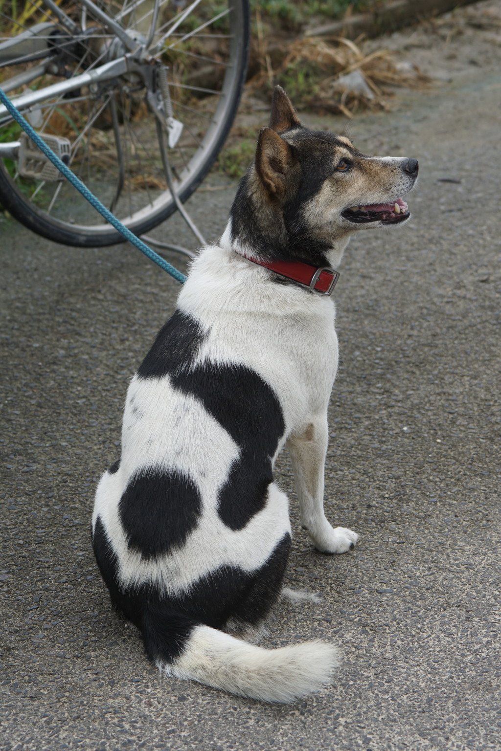 8362 犬です牛ではありません