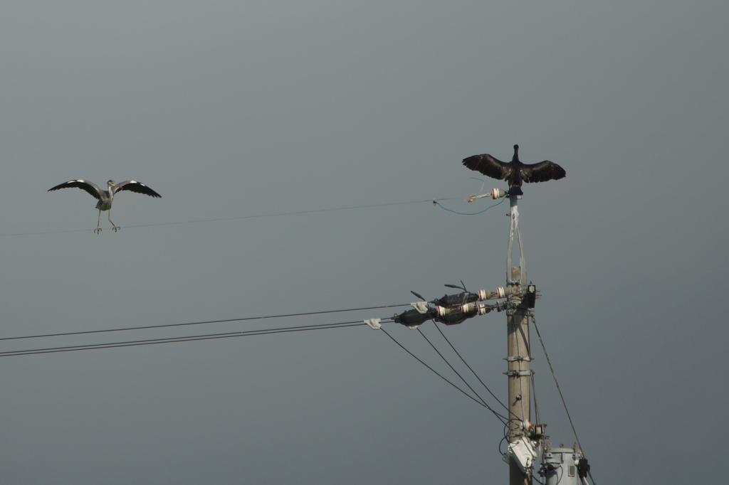 4518t 張りあうアオサギ