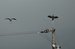 4518t 張りあうアオサギ