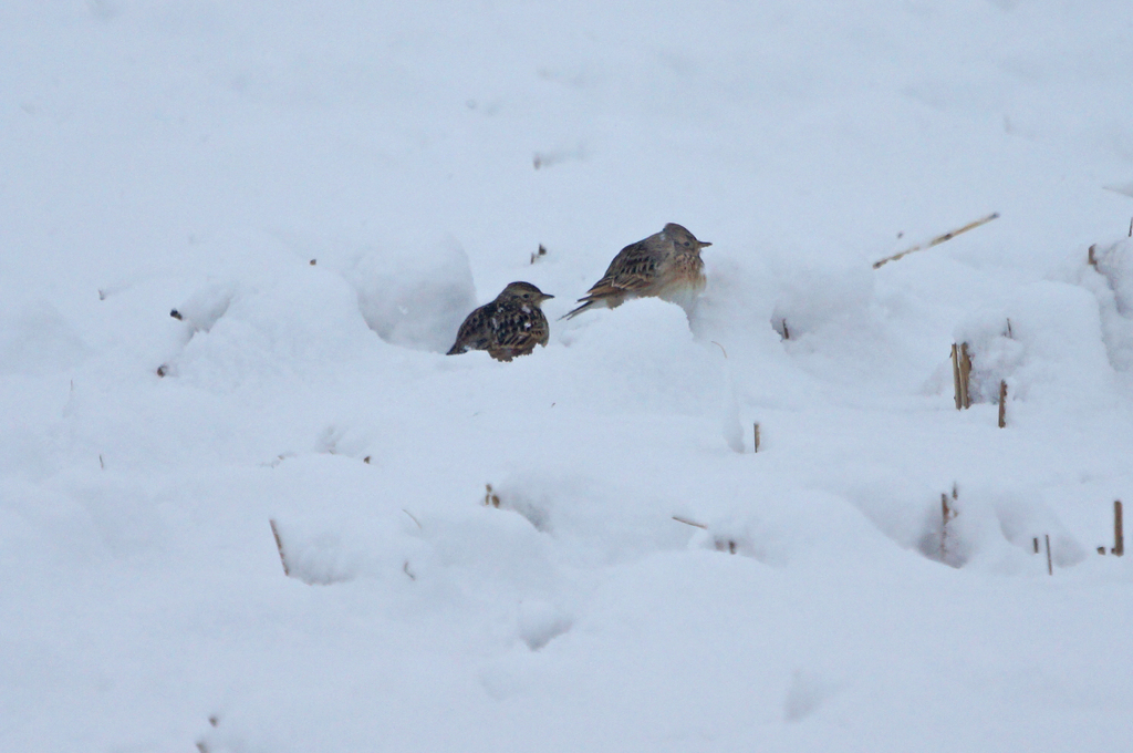 3599m 雪の中のヒバリ