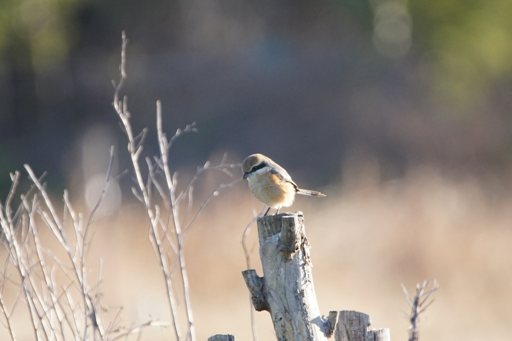 5898　散歩コースの被写体総出演-8