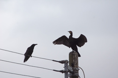 8839m　カラスの負け