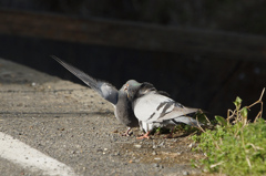 5473t　ハトの場合-2