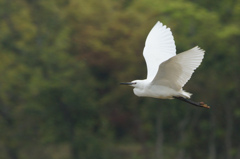 7339t 青くない子