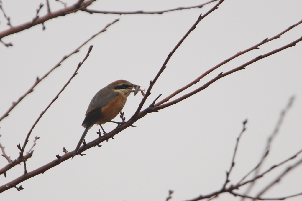 7653t　早贄を食す