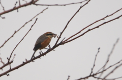 7653t　早贄を食す