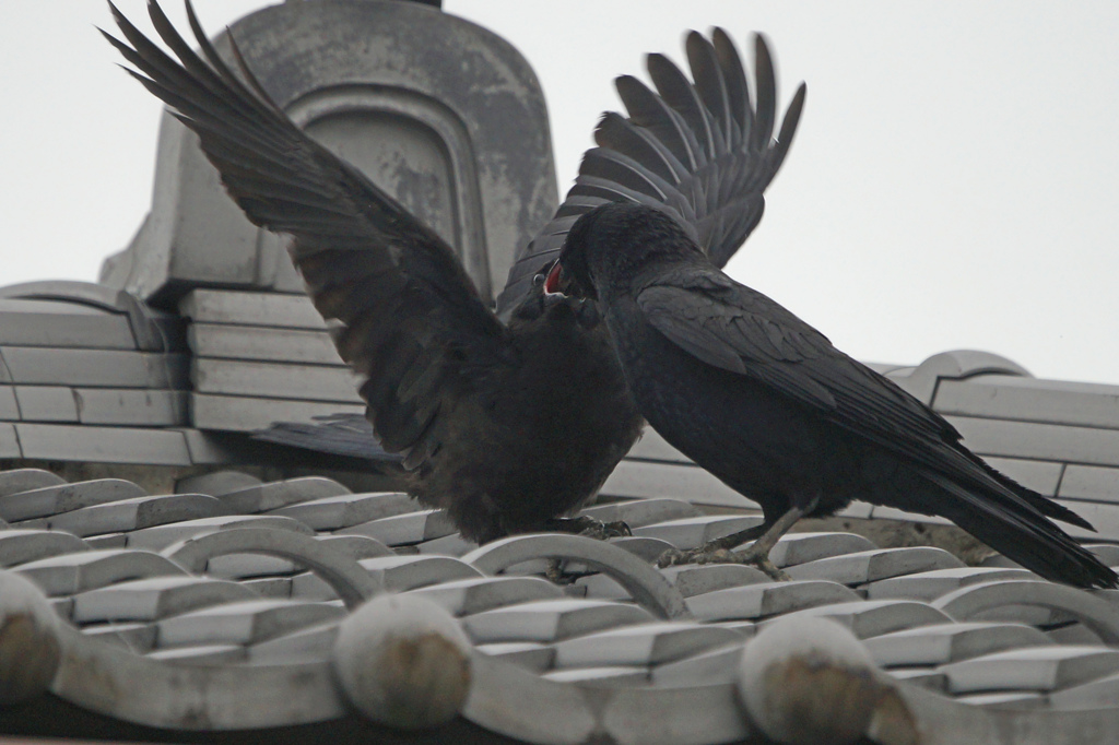 5634m カラスの給餌
