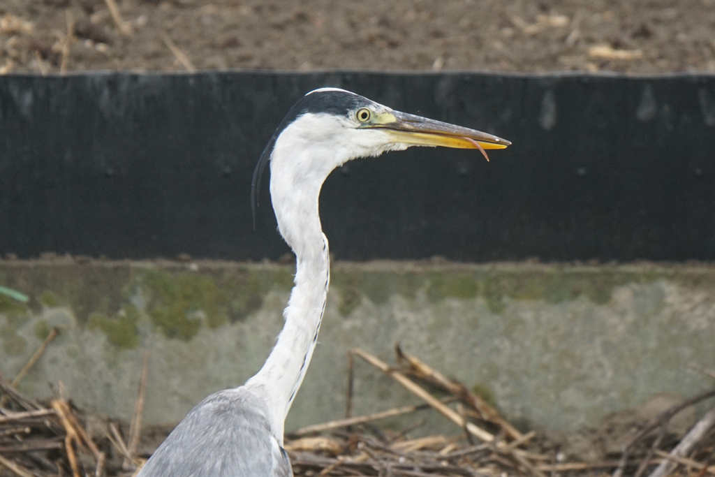 4842t　ミミズ美味しいかい