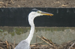 4842t　ミミズ美味しいかい