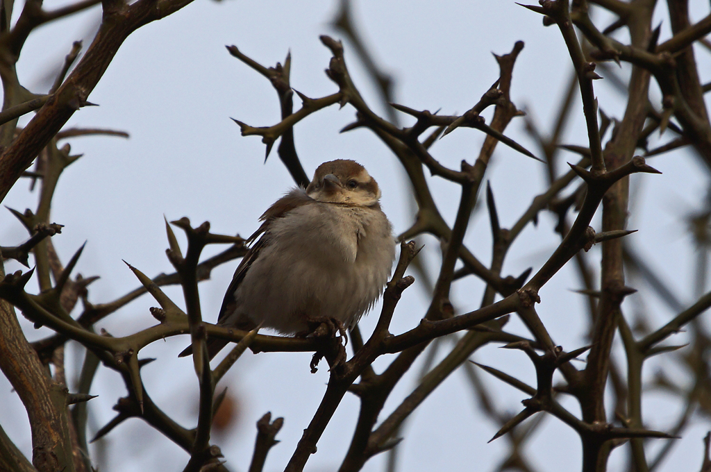 3284m ニュウナイスズメ