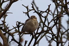 3284m ニュウナイスズメ