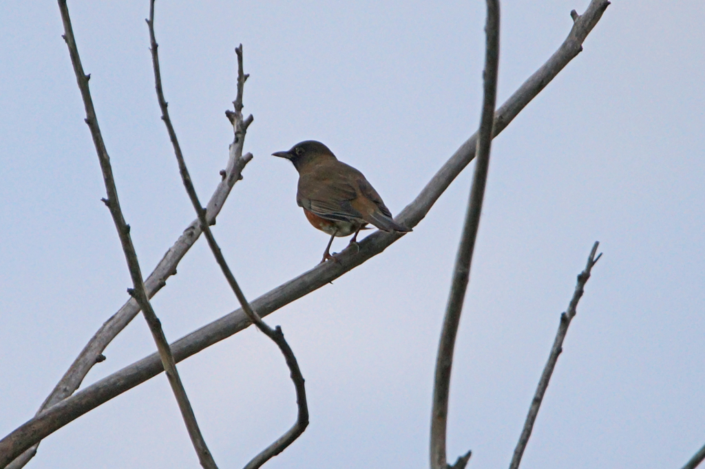 8846m　アカハラ